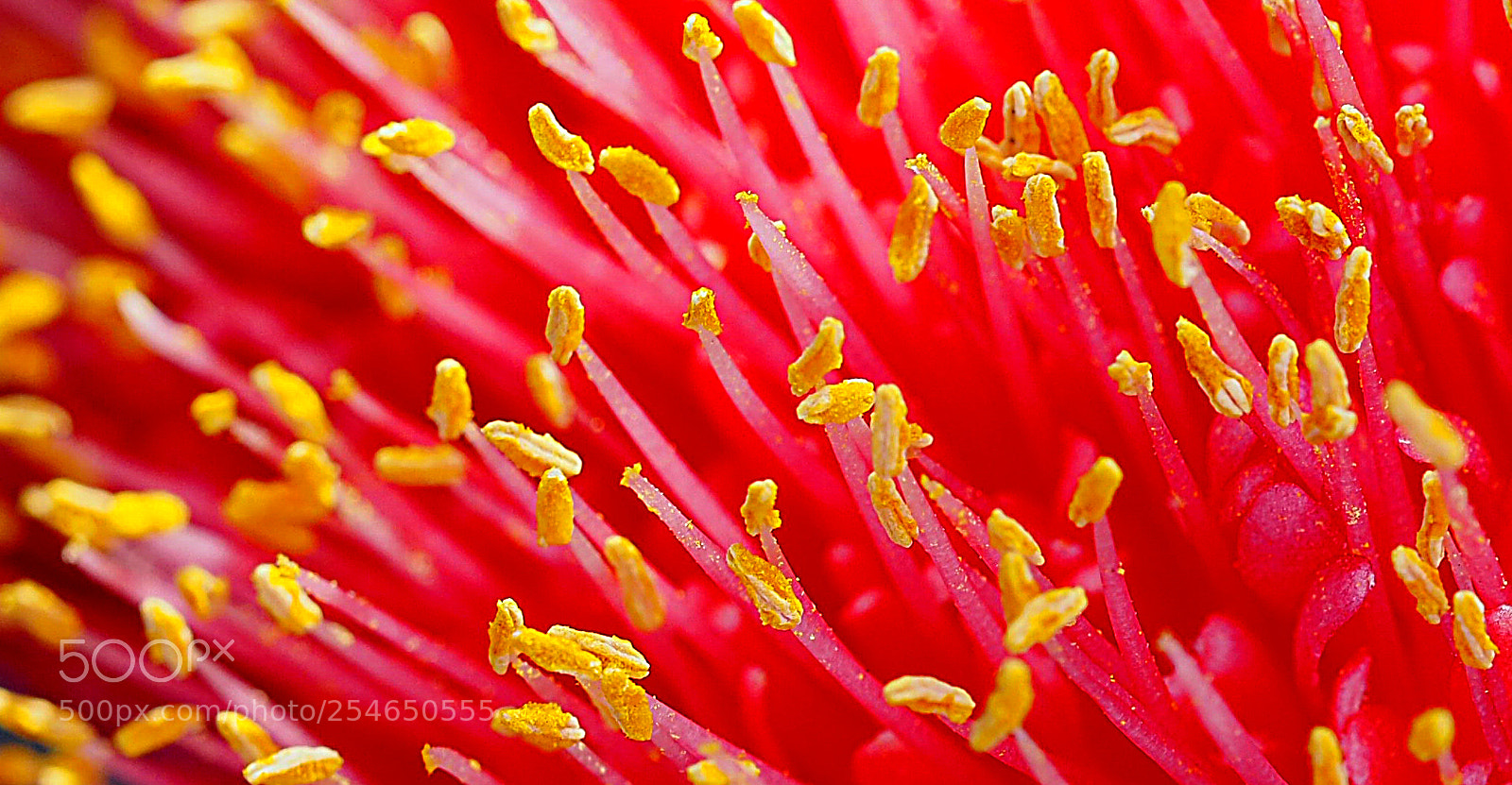 Olympus OM-D E-M5 II sample photo. Haemanthus coccineus. photography