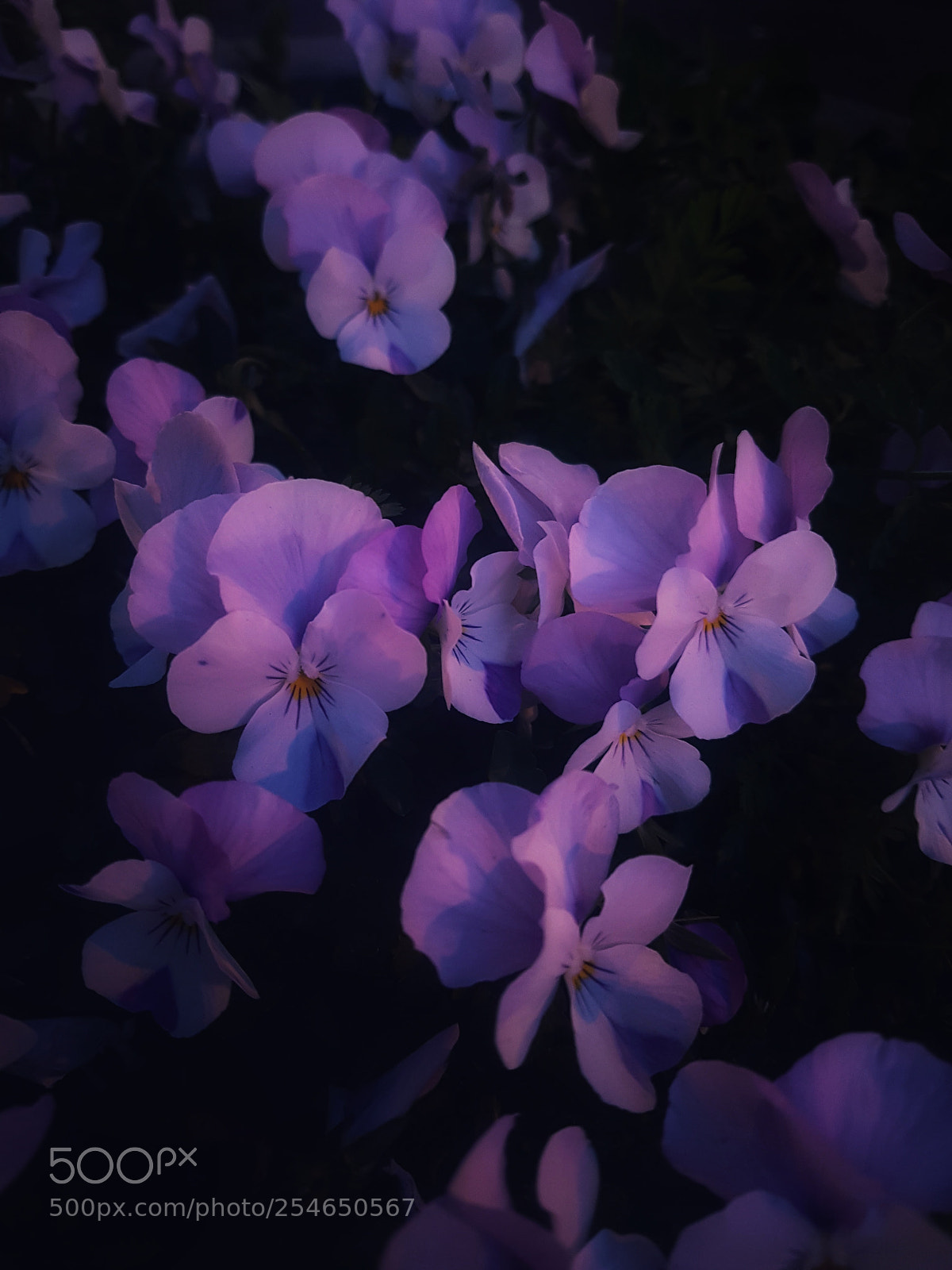 Samsung Galaxy S7 Edge sample photo. Purple flowers. photography
