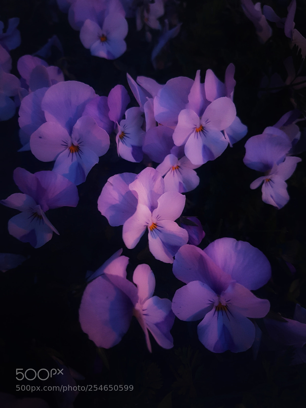 Samsung Galaxy S7 Edge sample photo. Purple flowers 2. photography