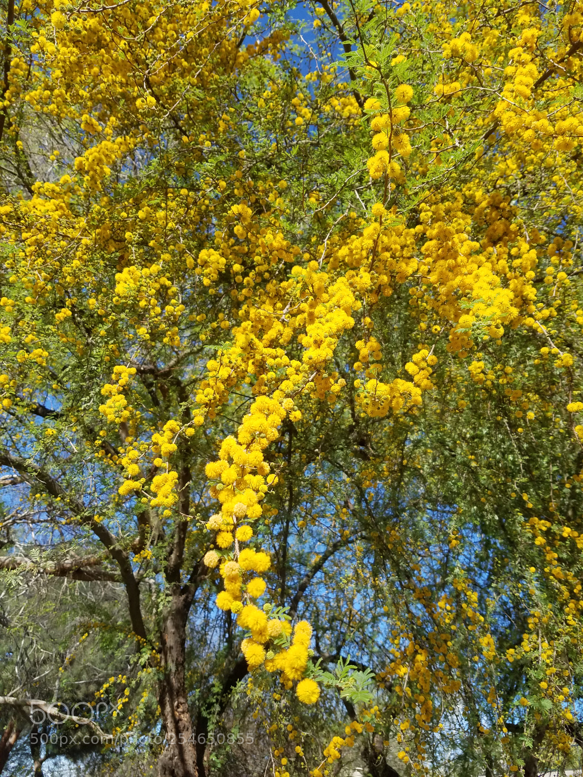 Samsung Galaxy S7 sample photo. Delicate acacia photography