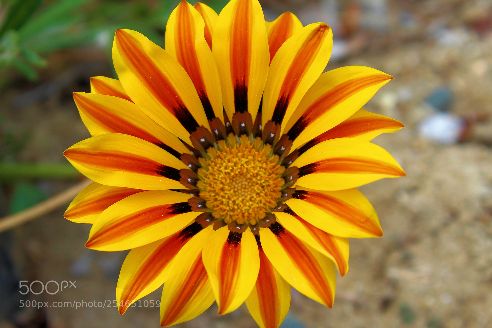 Canon EOS 1300D (EOS Rebel T6 / EOS Kiss X80) sample photo. Spring flower photography