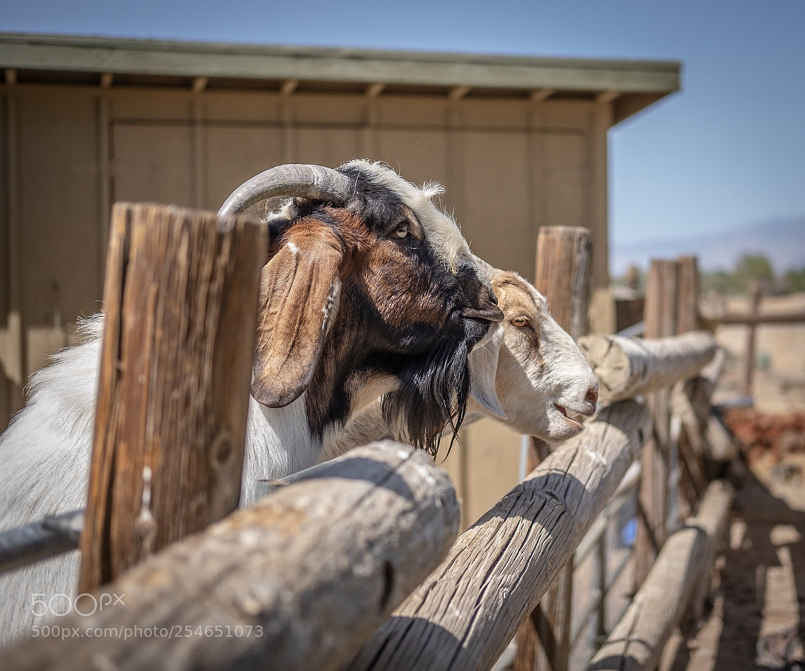 Fujifilm X-T20 sample photo. Lone pine locals photography