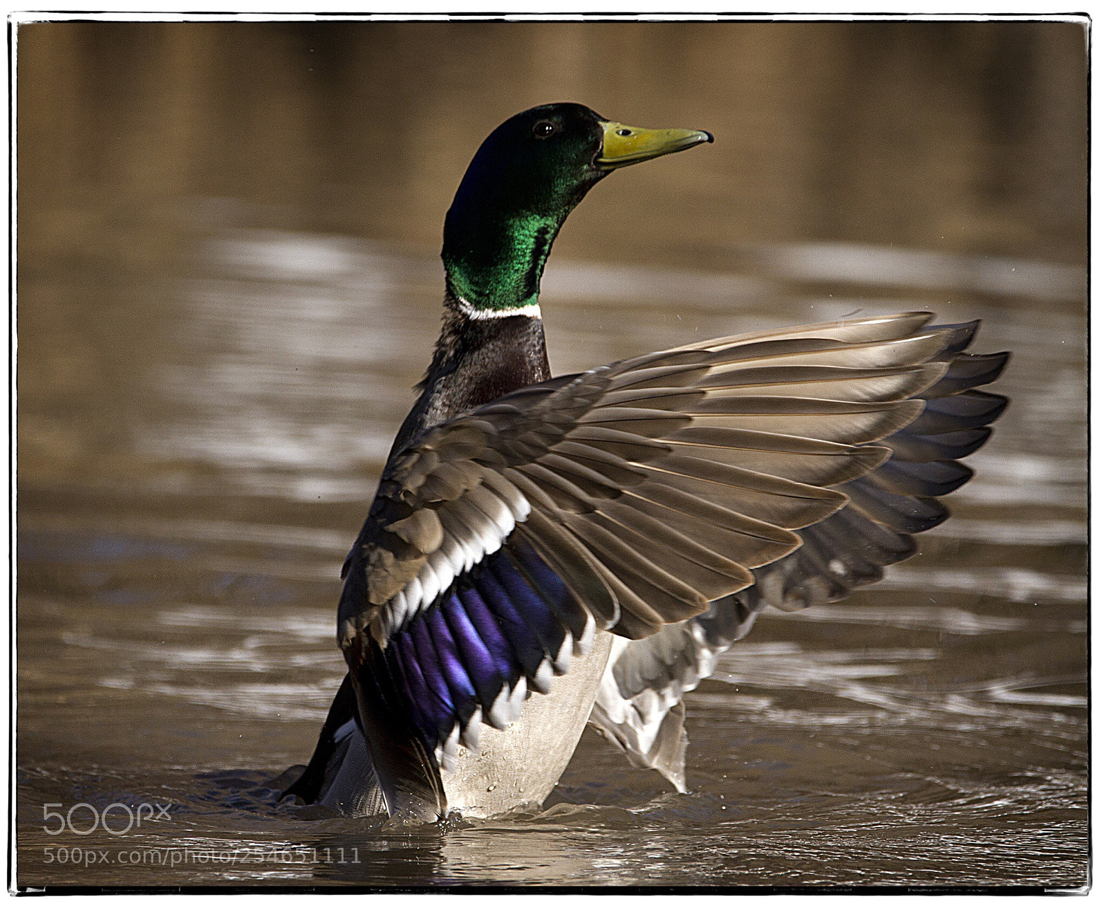 Canon EOS 7D sample photo. Mallard with wings open photography