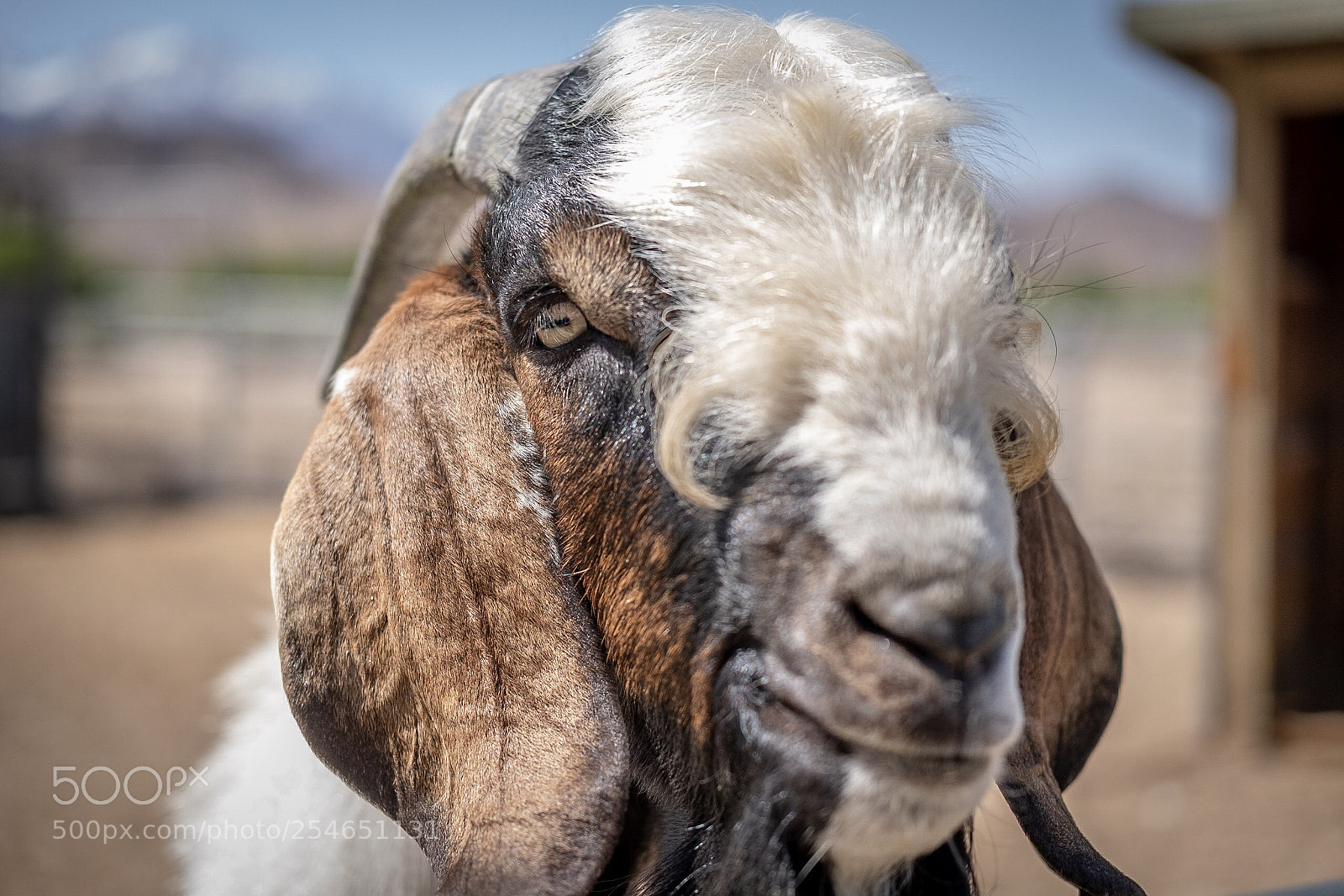 Fujifilm X-T20 sample photo. Goat portrait photography