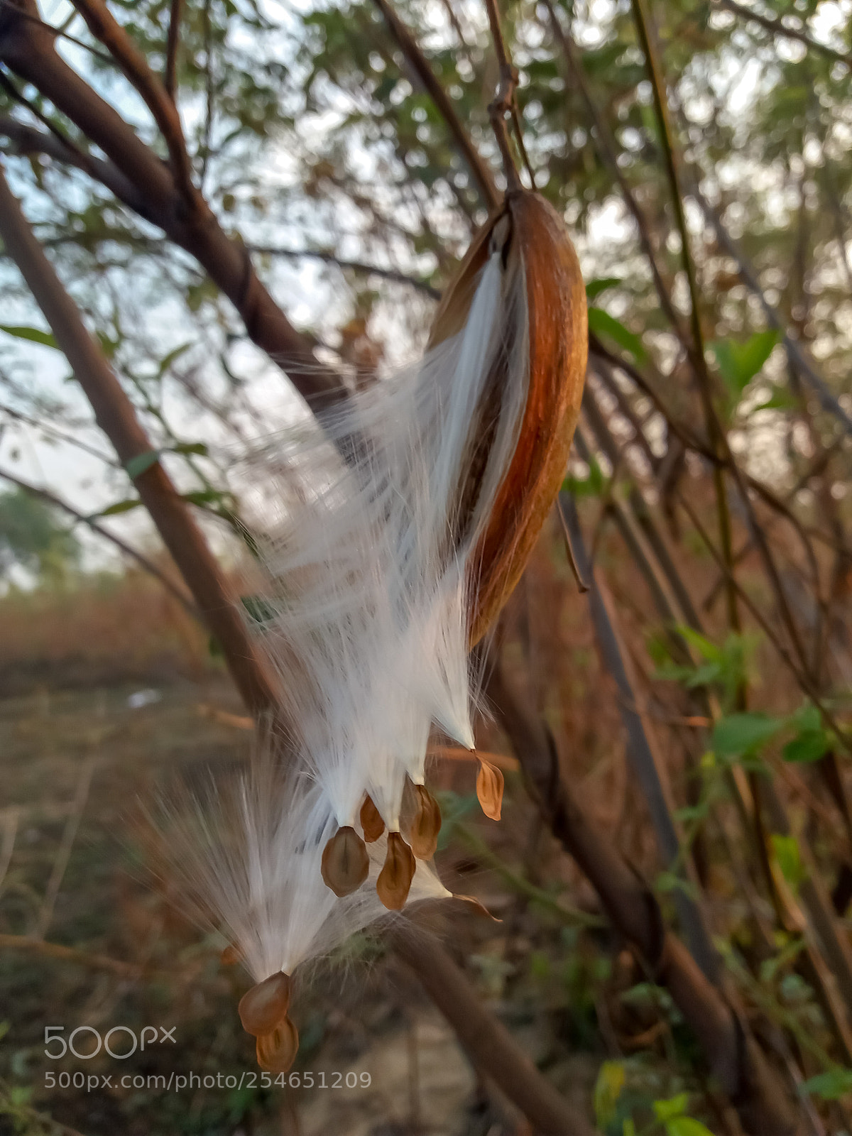 Samsung Galaxy J5 sample photo. Falling cotton seeds photography