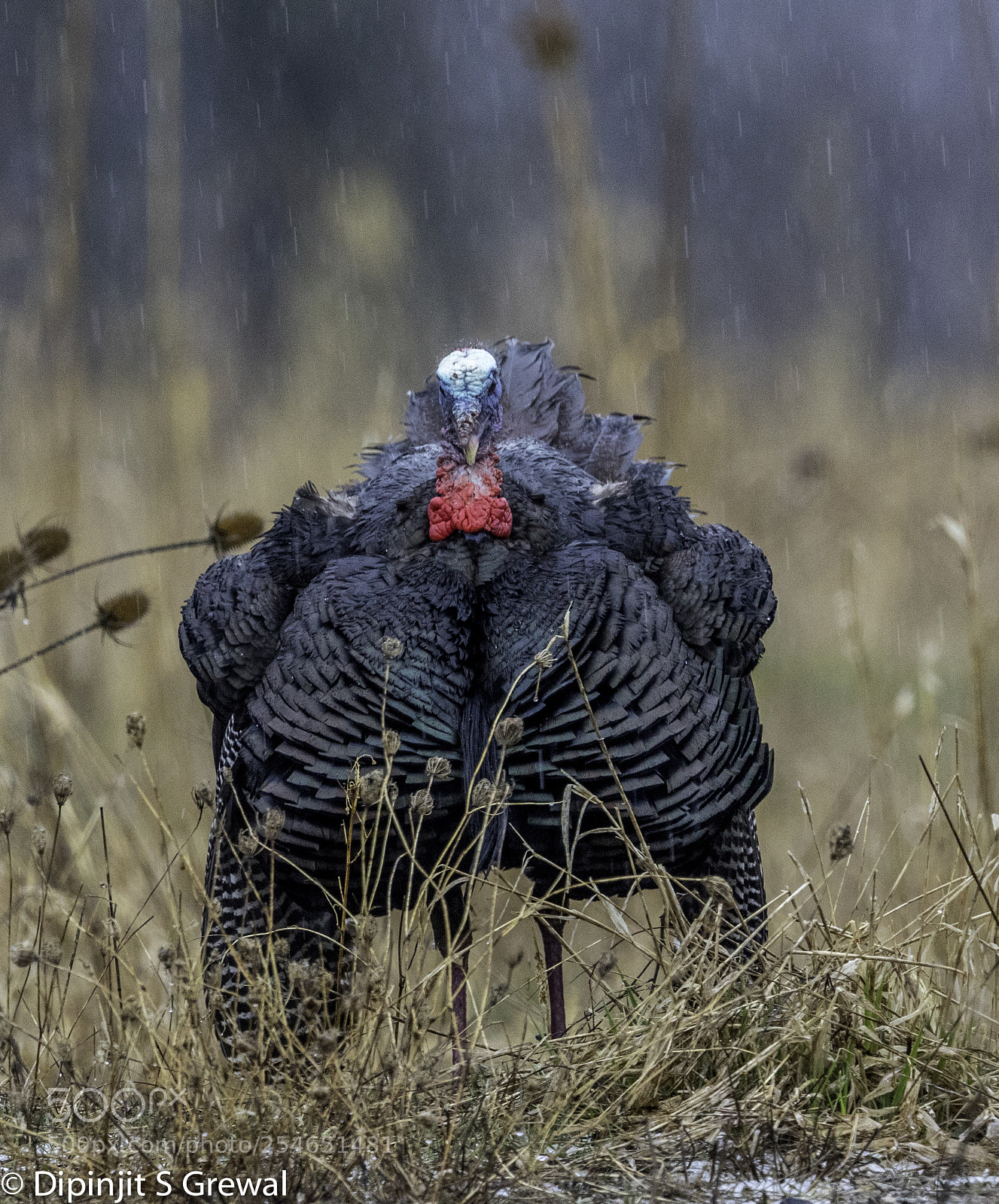 Canon EOS 5D Mark IV sample photo. Turkey photography