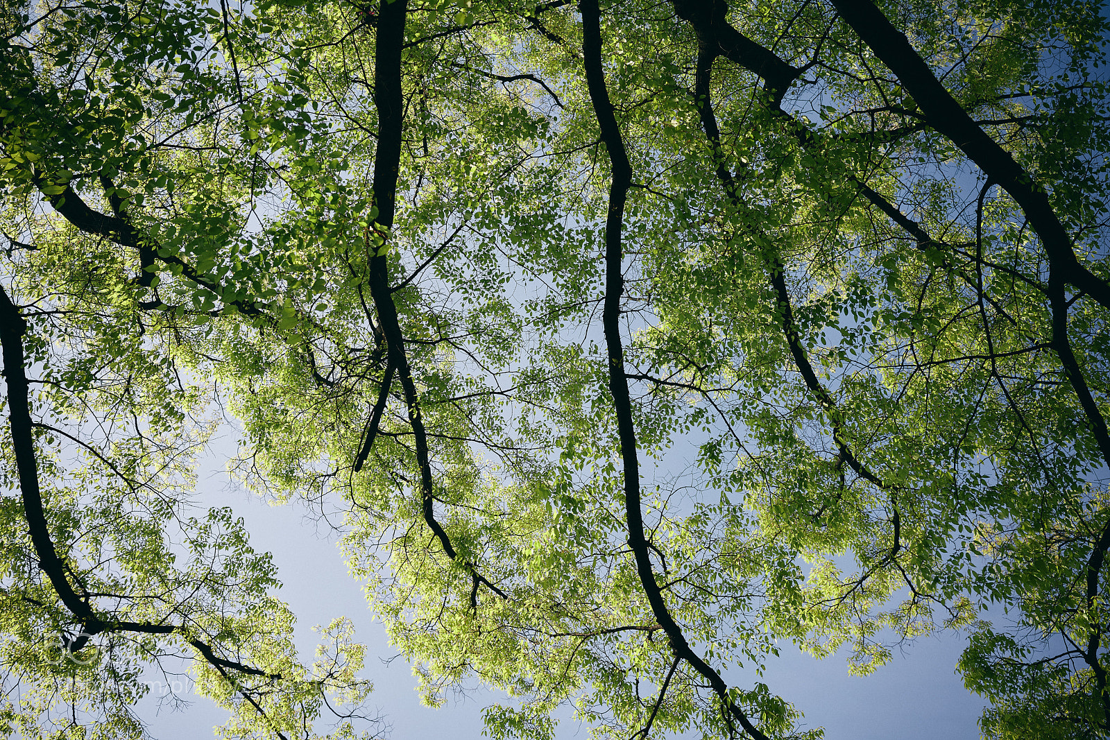 Sony a7R III sample photo. Spring photography