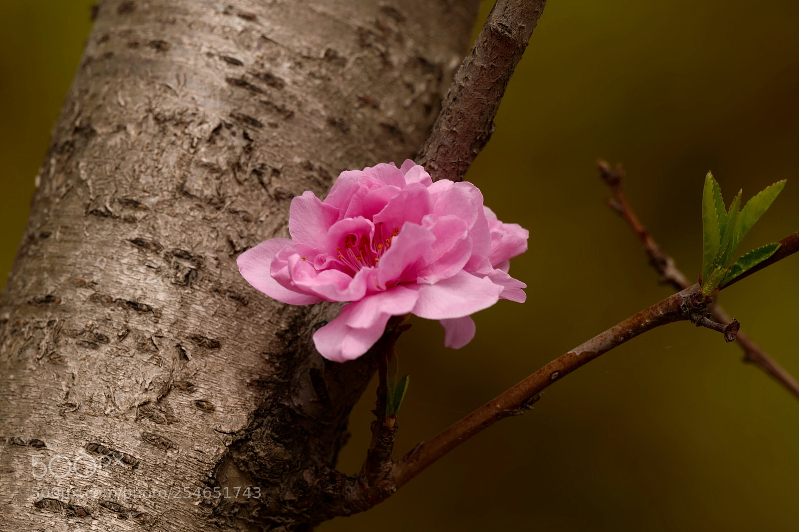 Leica SL (Typ 601) sample photo. Untitled photography
