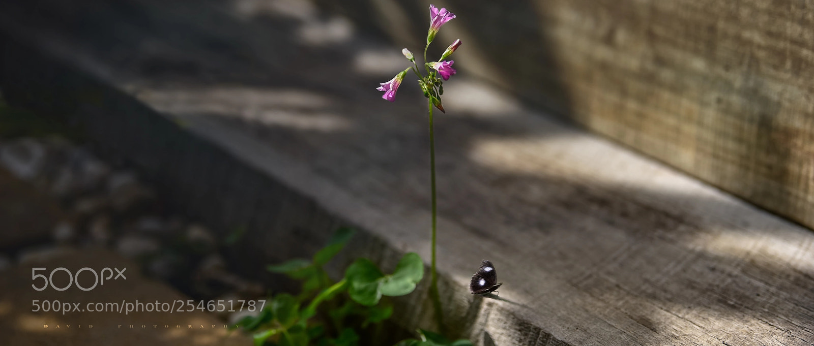 Nikon D810 sample photo. Untitled photography