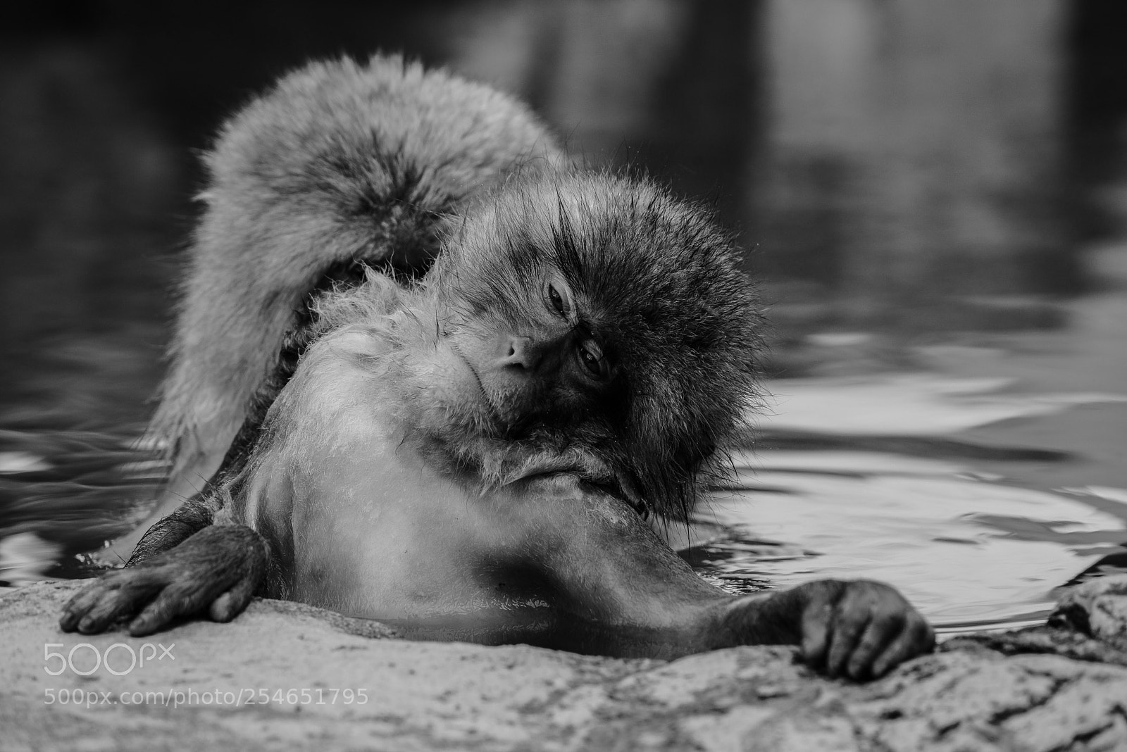 Nikon D600 sample photo. Monkeys in a hot photography