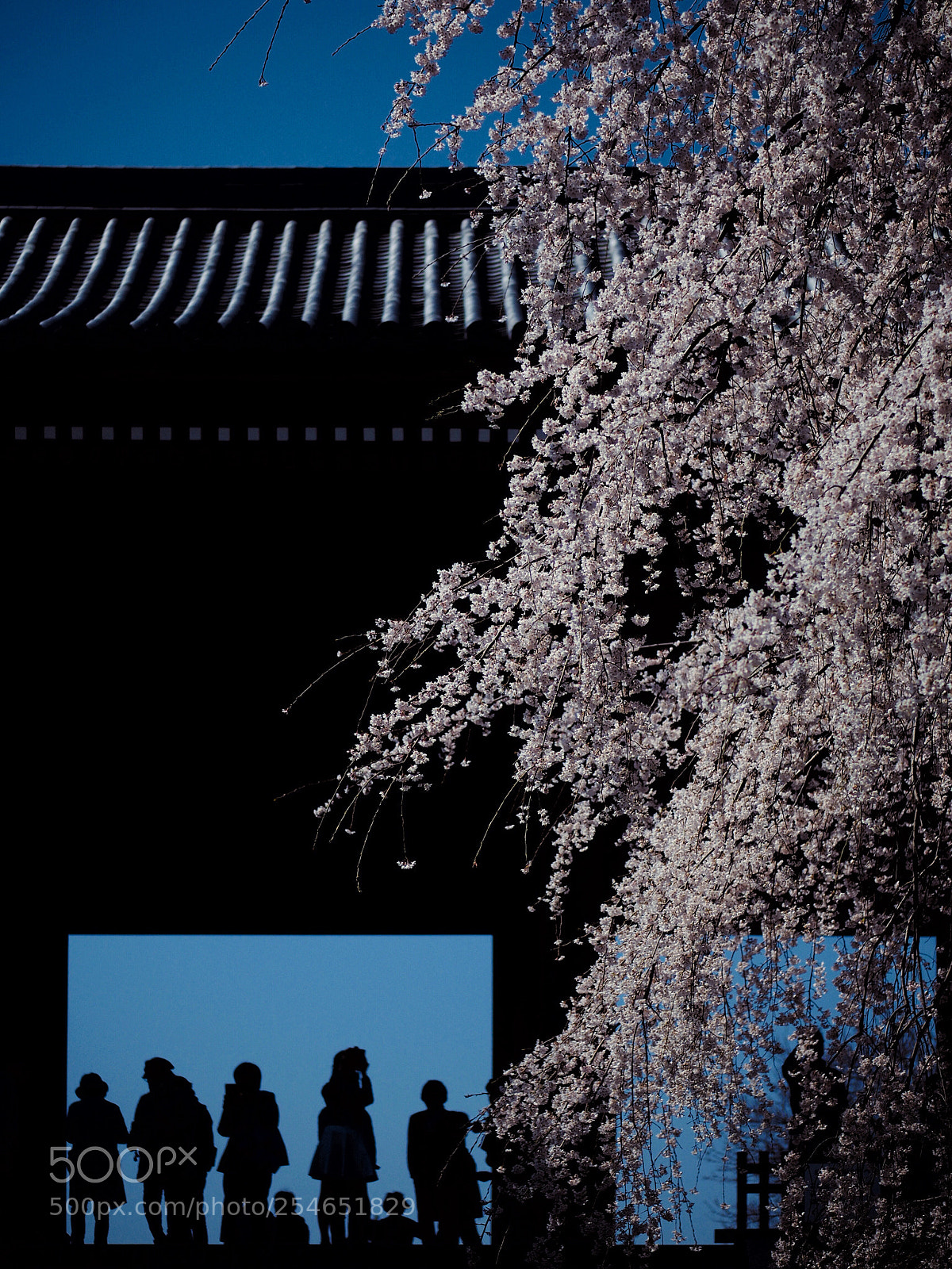 Olympus OM-D E-M10 II sample photo. Rashomon in sakura photography