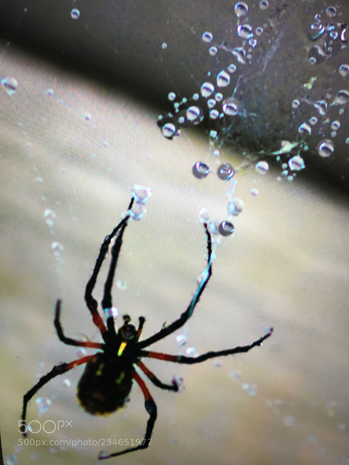 Apple iPhone 7 Plus sample photo. Spider underwater photography