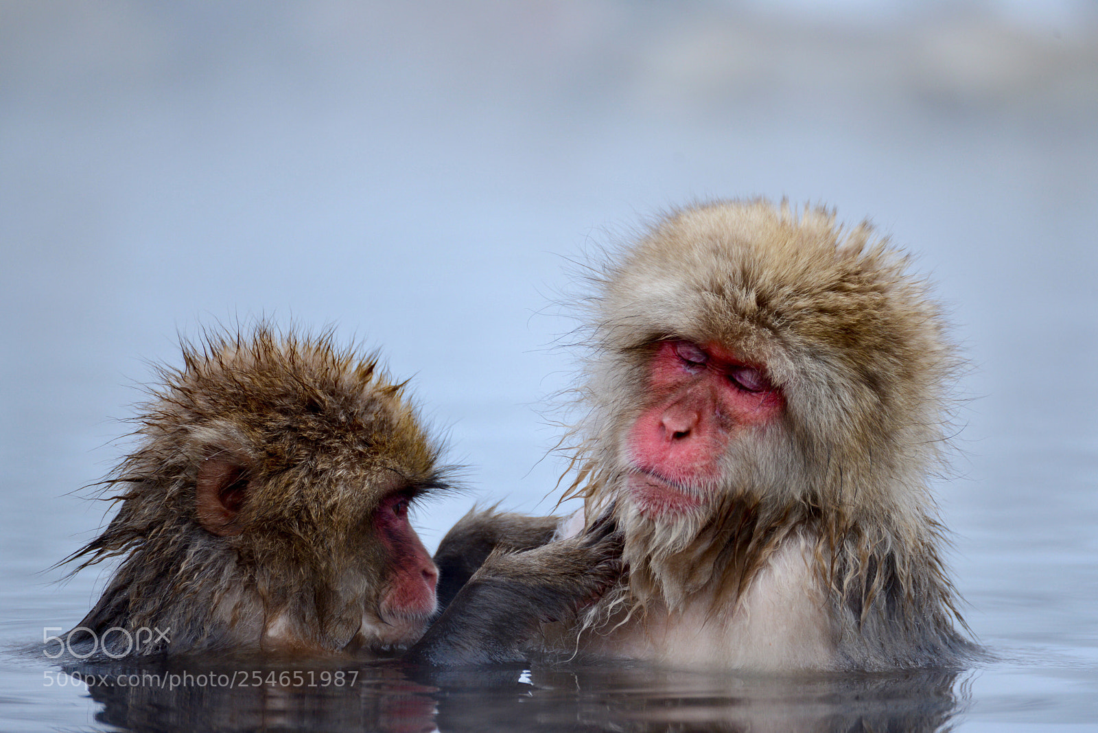 Nikon D600 sample photo. Monkeys in a hot photography