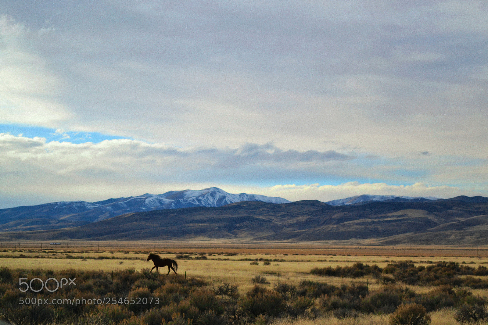 Nikon D3100 sample photo. The wild mustang photography