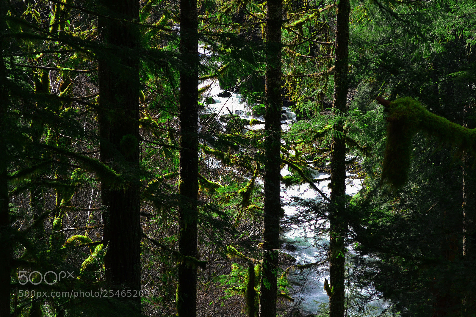 Nikon D3100 sample photo. Hidden stream/ waterfall photography