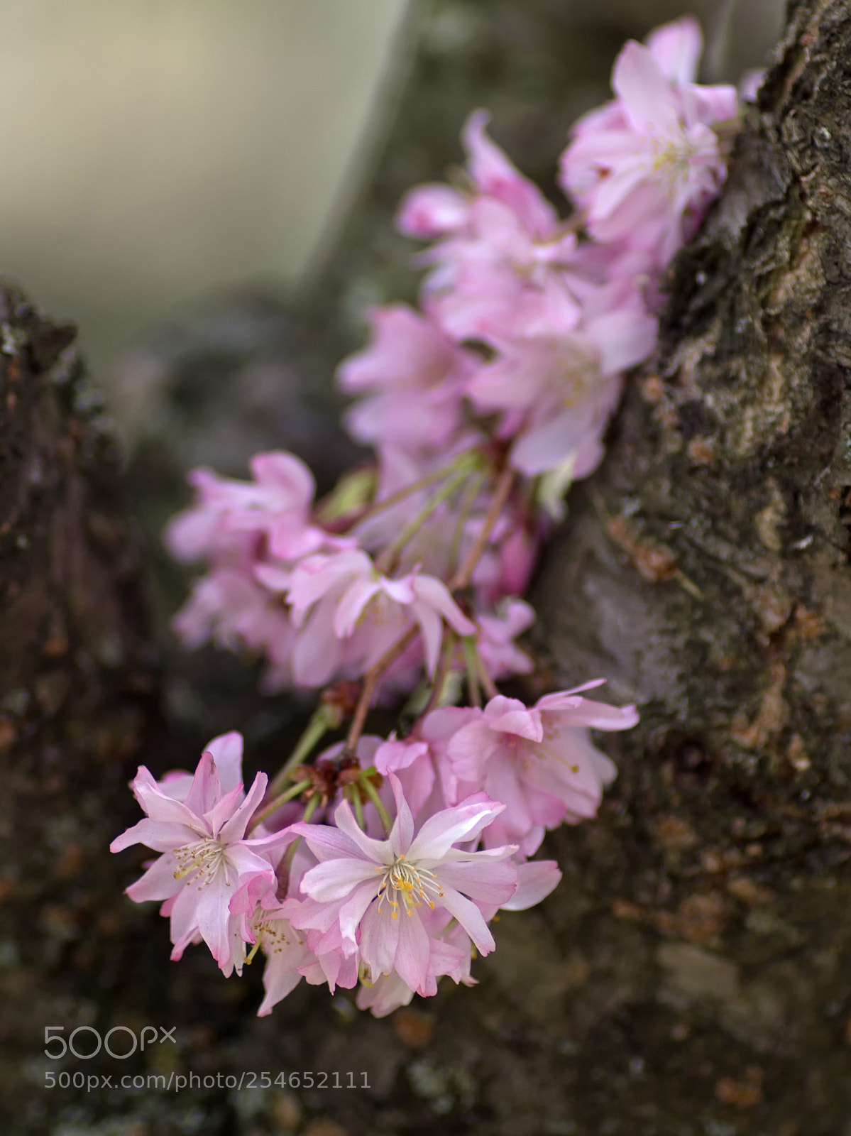Canon EOS 600D (Rebel EOS T3i / EOS Kiss X5) sample photo. Cascade photography
