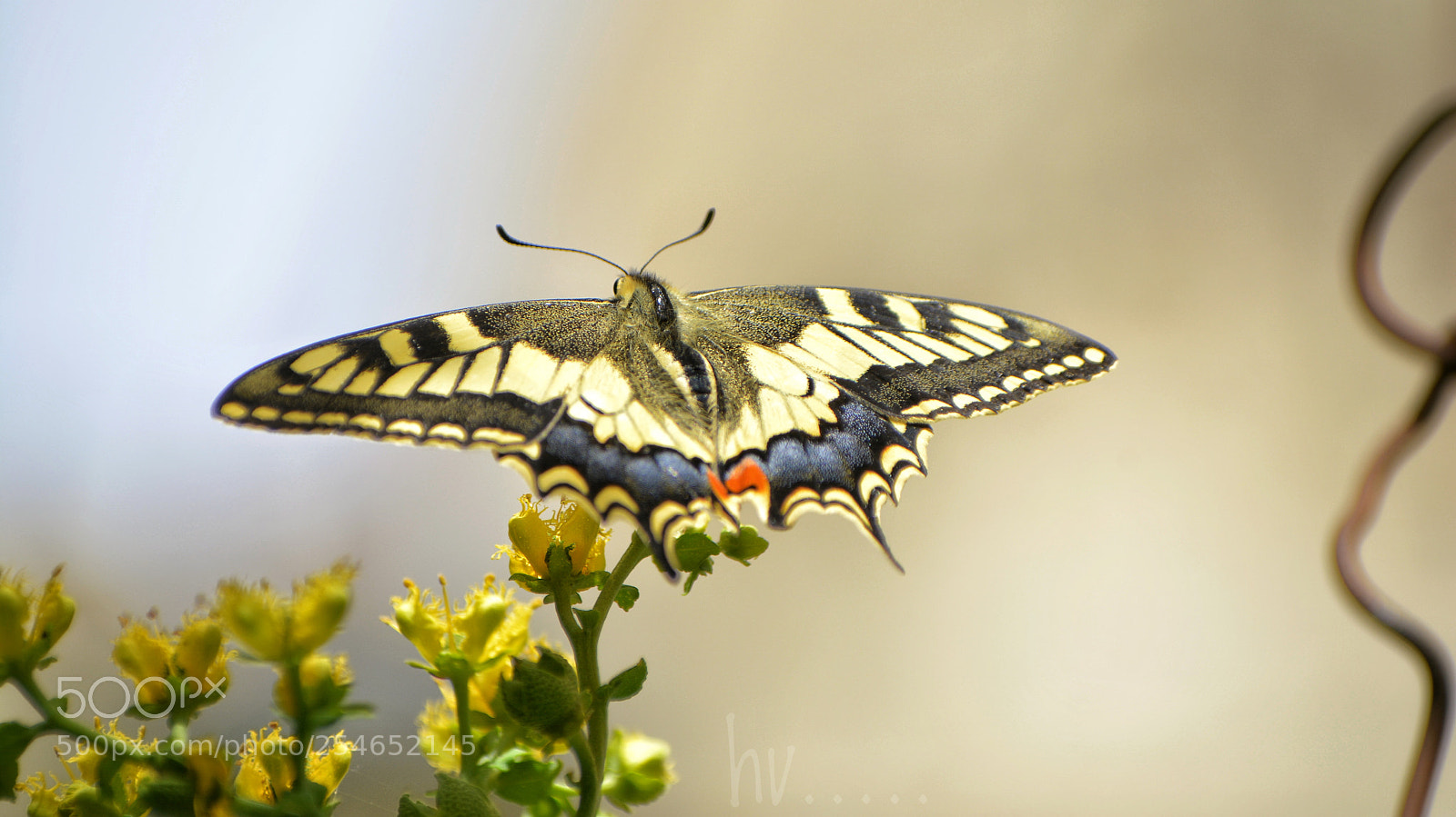 Nikon D7100 sample photo. Morning visitor photography