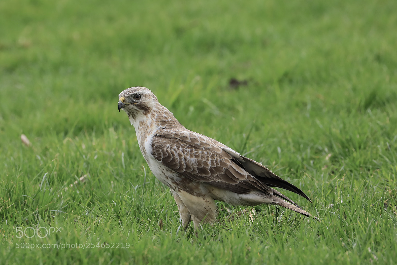 Canon EOS 5D Mark IV sample photo. Buzzard photography
