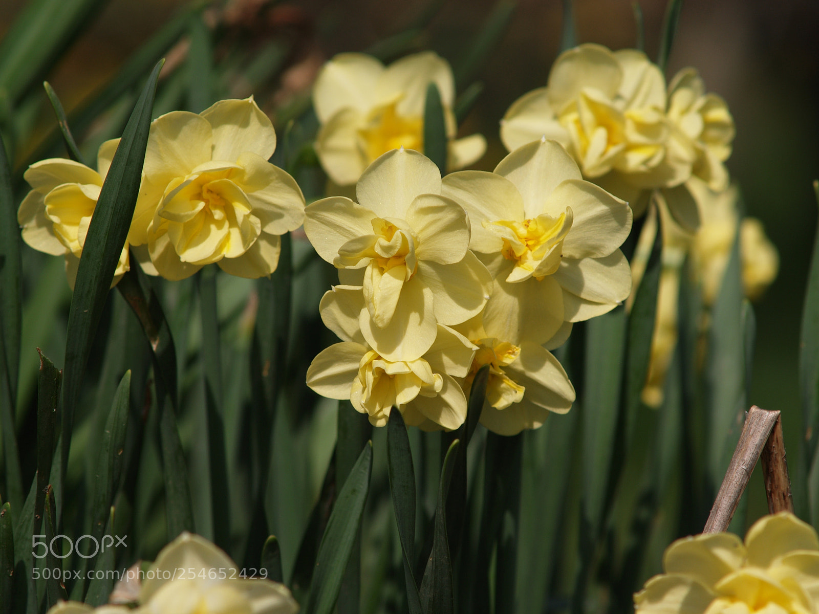 Olympus E-300 (EVOLT E-300) sample photo. Yellow cheerfulness photography