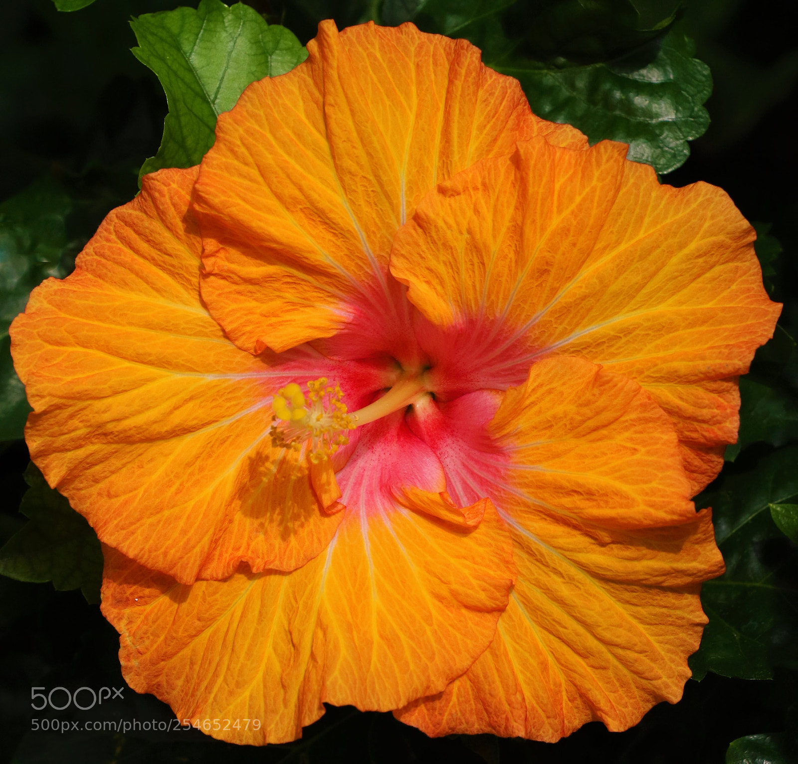 Canon EOS 7D Mark II sample photo. Hibiscus photography