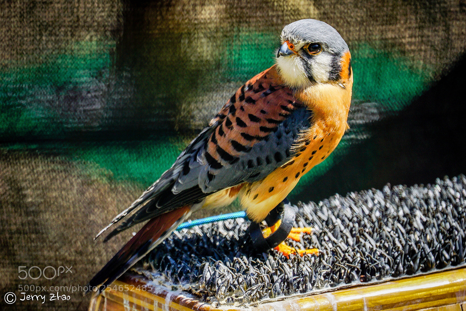 Sony a6000 sample photo. American kestrel photography