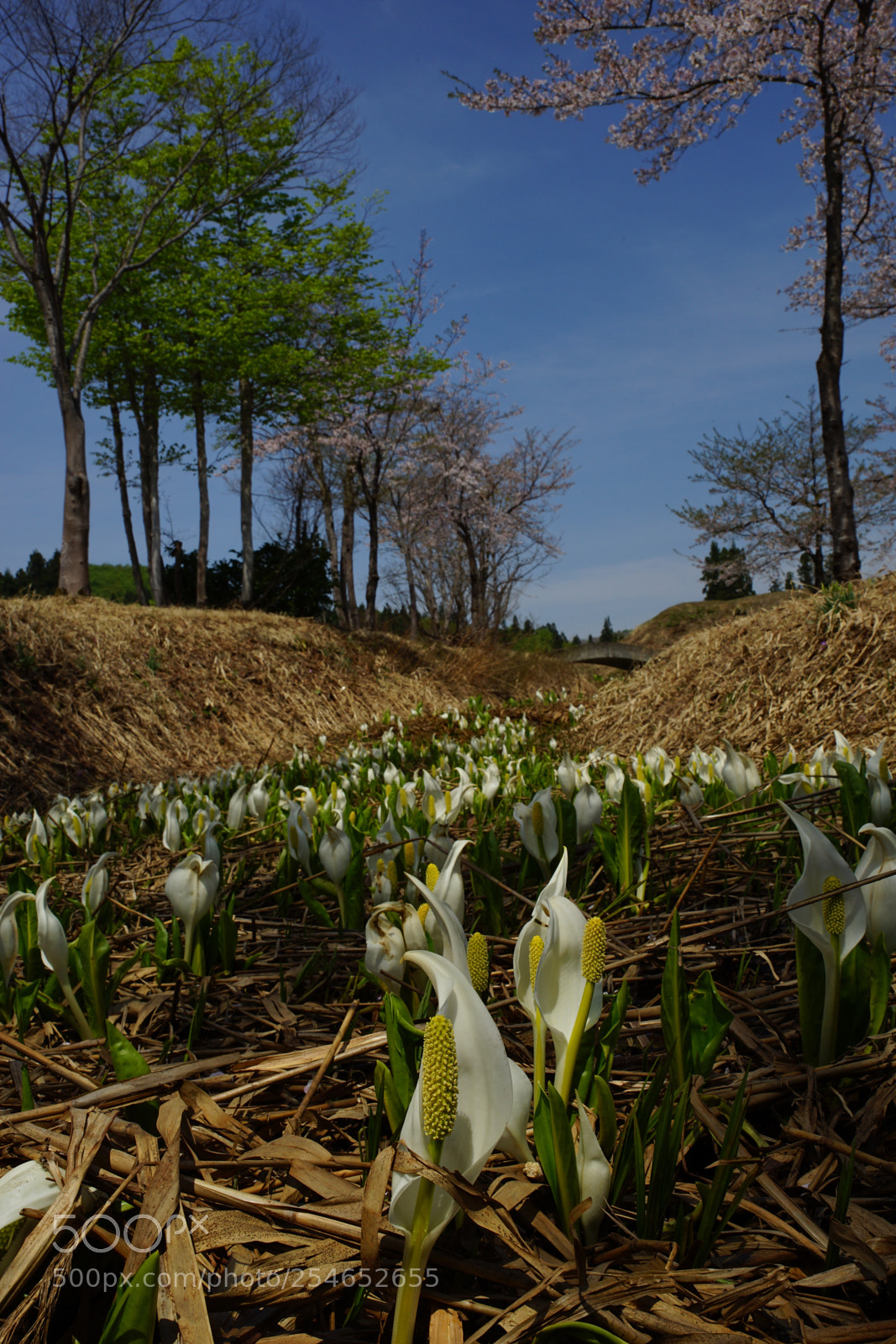 Sony a7 II sample photo. 水芭蕉 skunk cabbage  photography