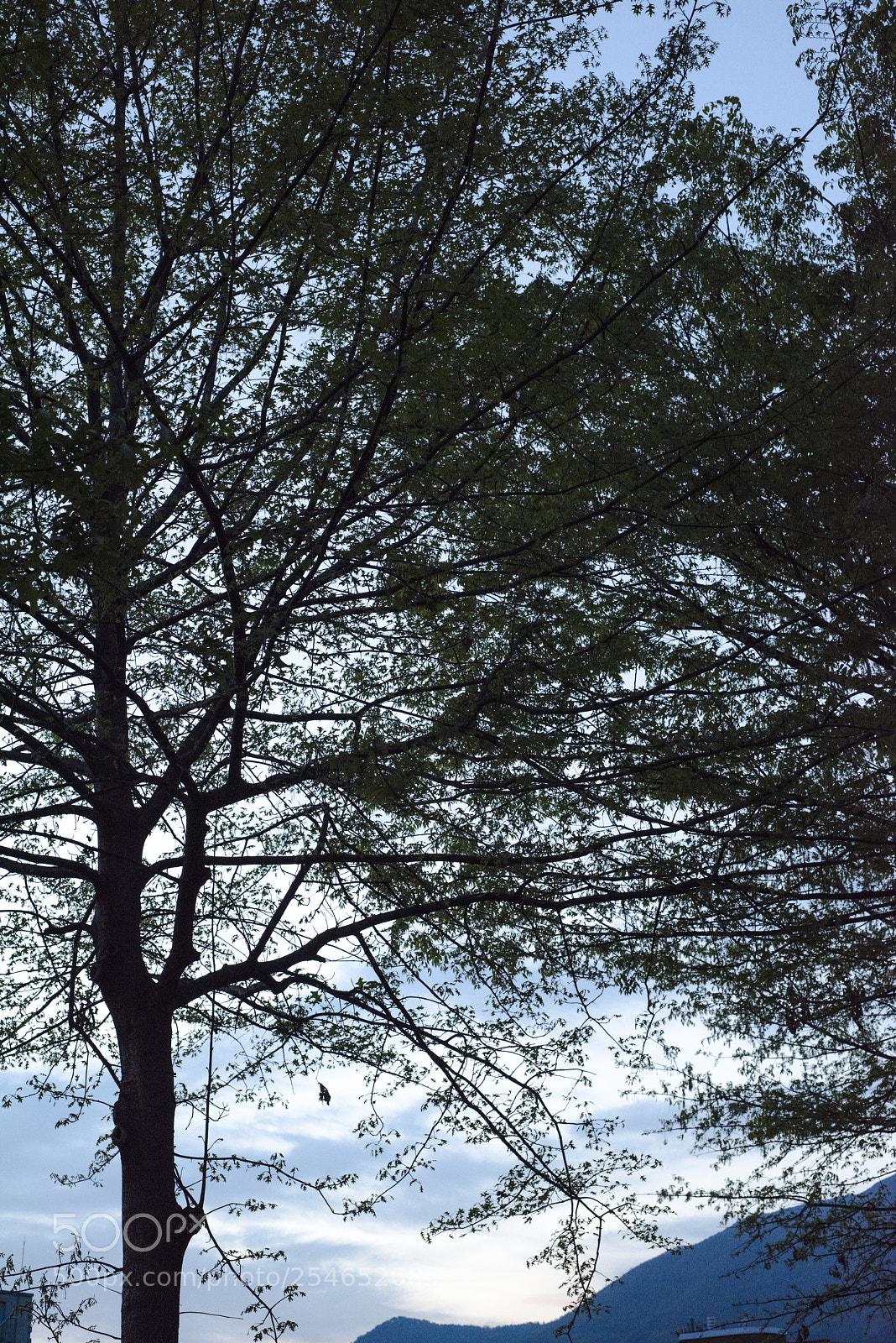 Nikon D810 sample photo. Sprig no.2 photography