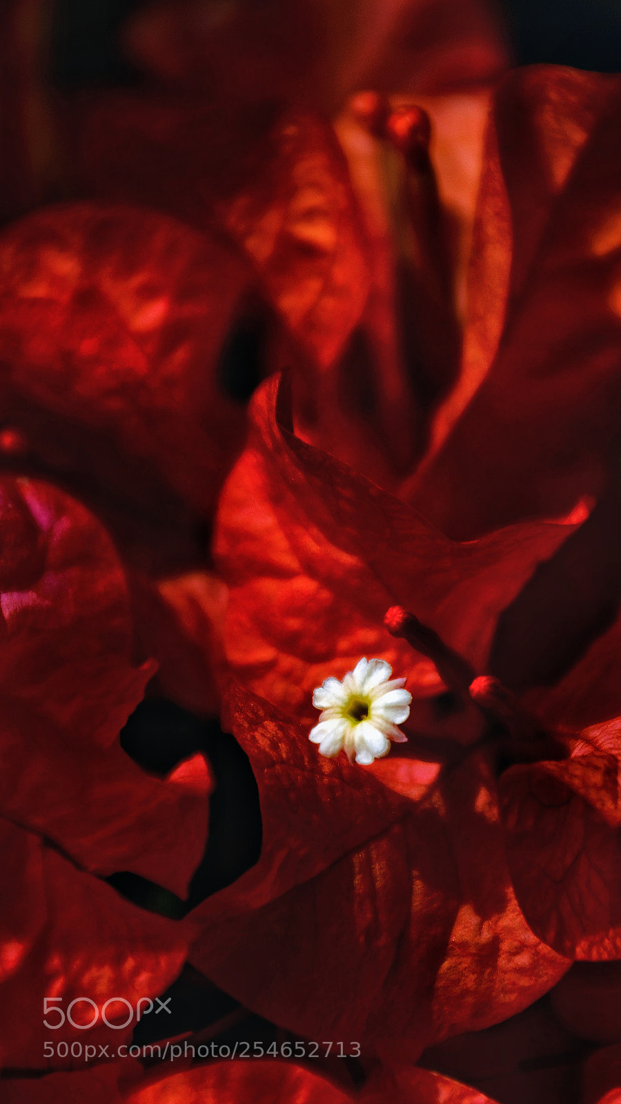 Canon EOS 1100D (EOS Rebel T3 / EOS Kiss X50) sample photo. Boldly red photography