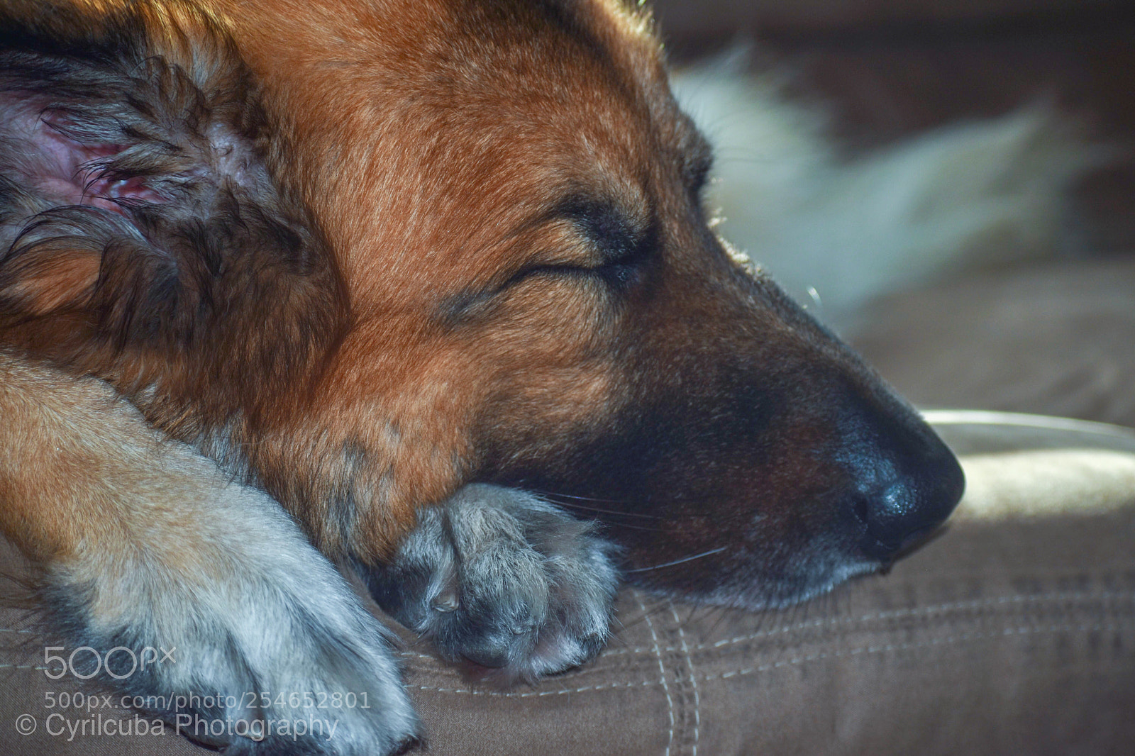 Nikon D5500 sample photo. Afternoon nap  photography