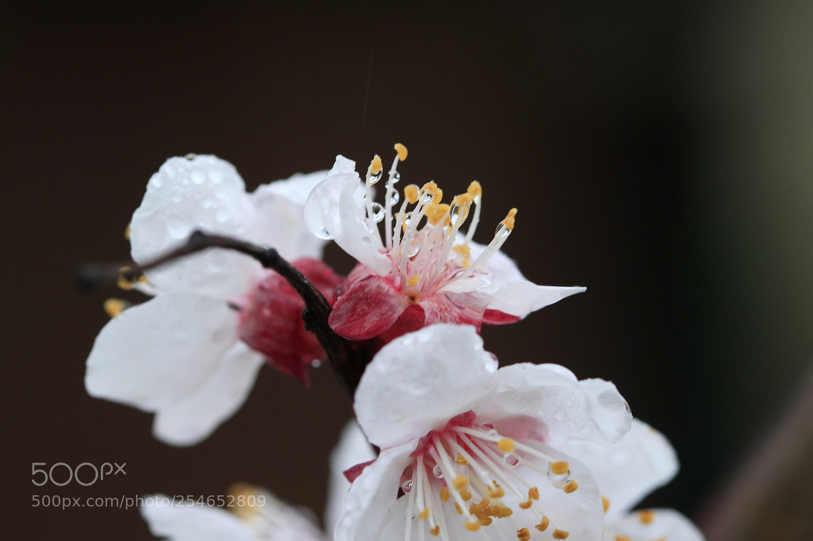 Canon EOS 600D (Rebel EOS T3i / EOS Kiss X5) sample photo. Morning dew photography