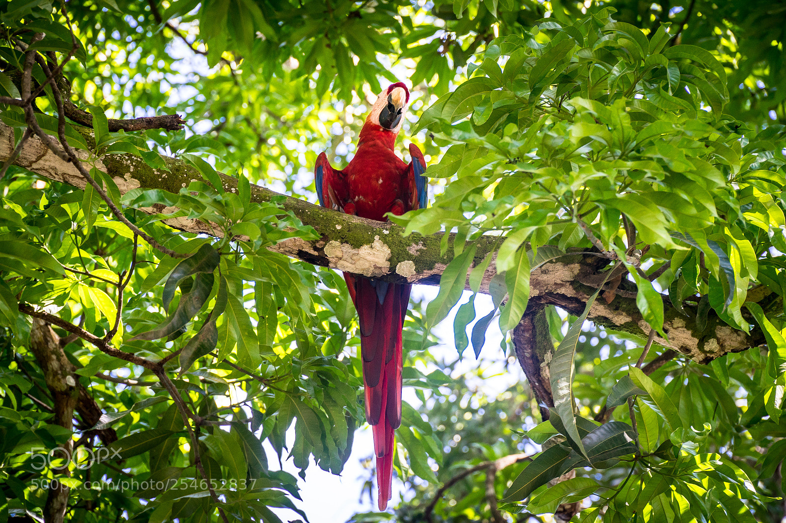 Sony a7R sample photo. Macaw backlit photography