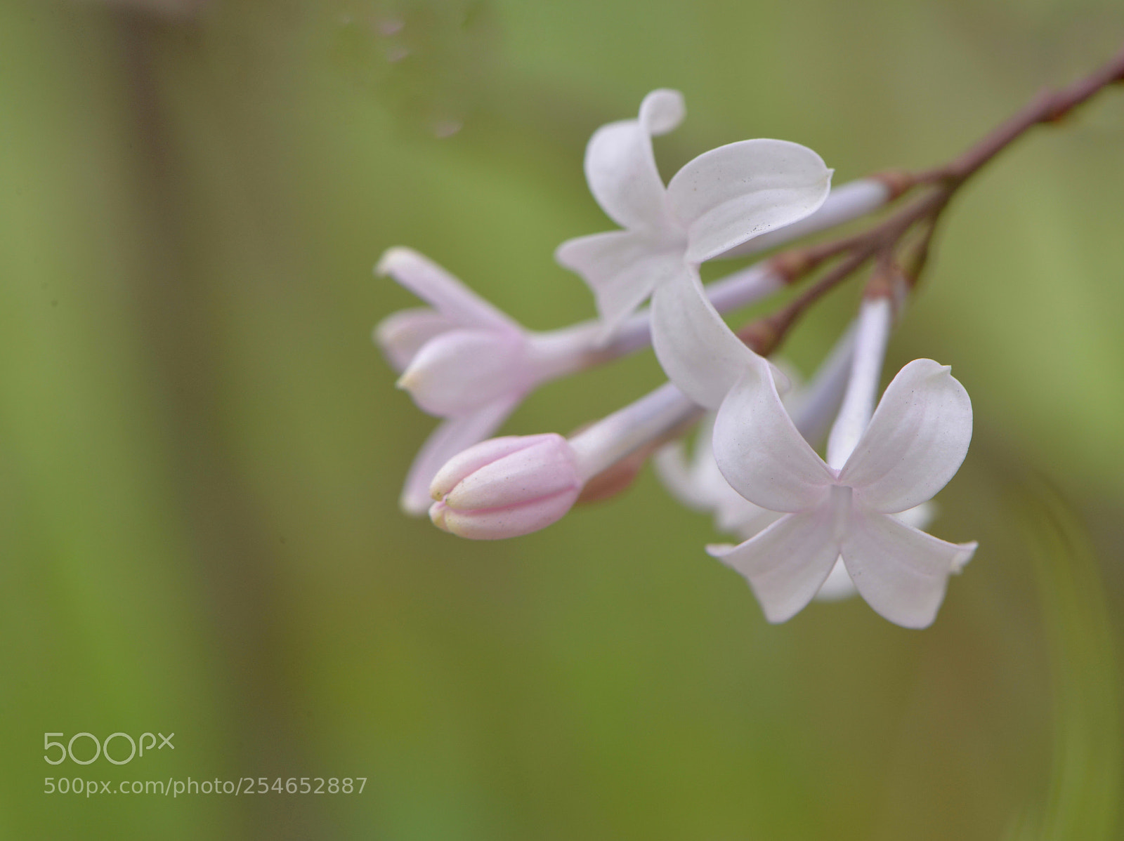 Nikon D610 sample photo. #수수꽃다리 photography