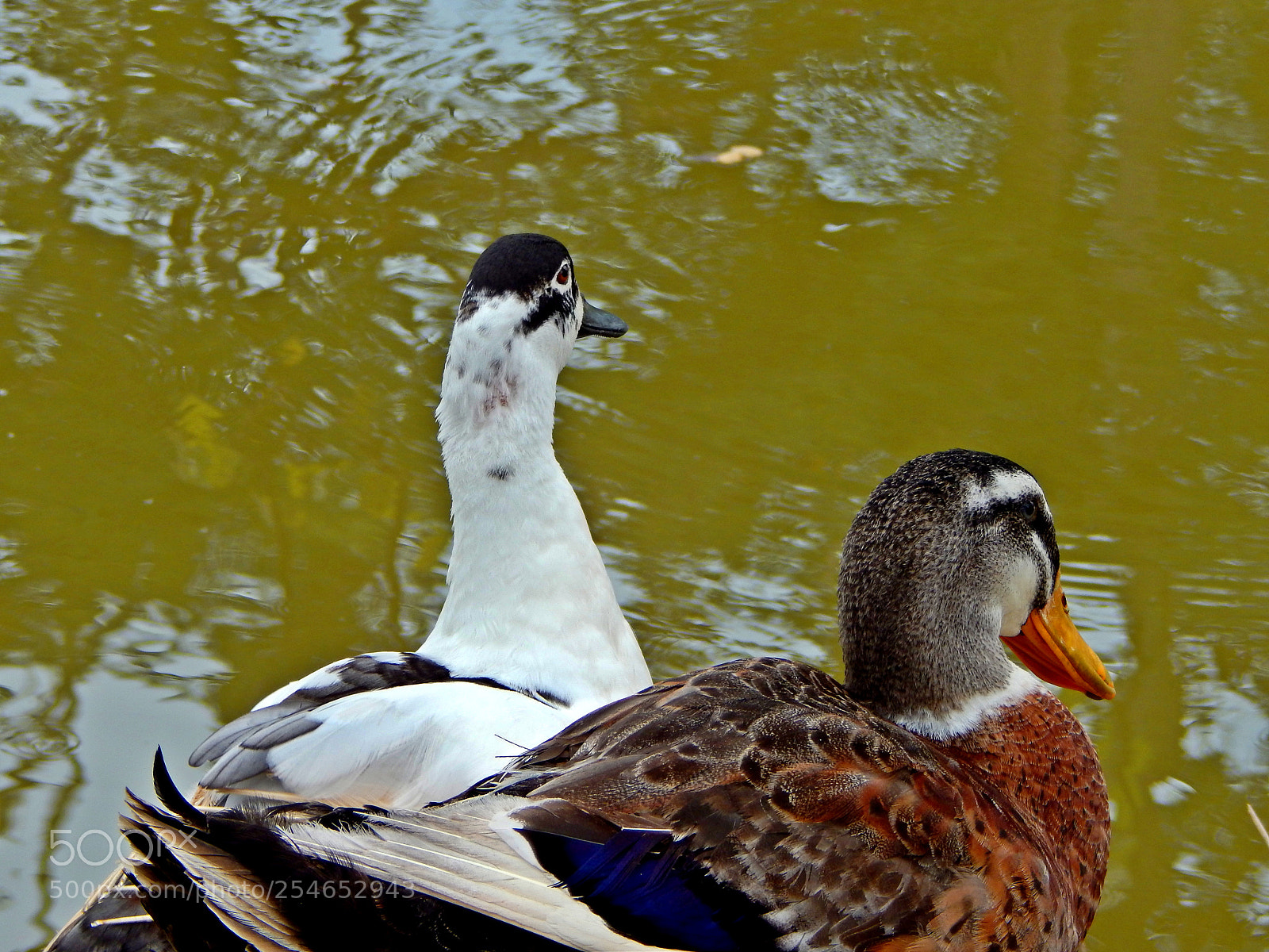 Nikon Coolpix L820 sample photo. Ducks photography