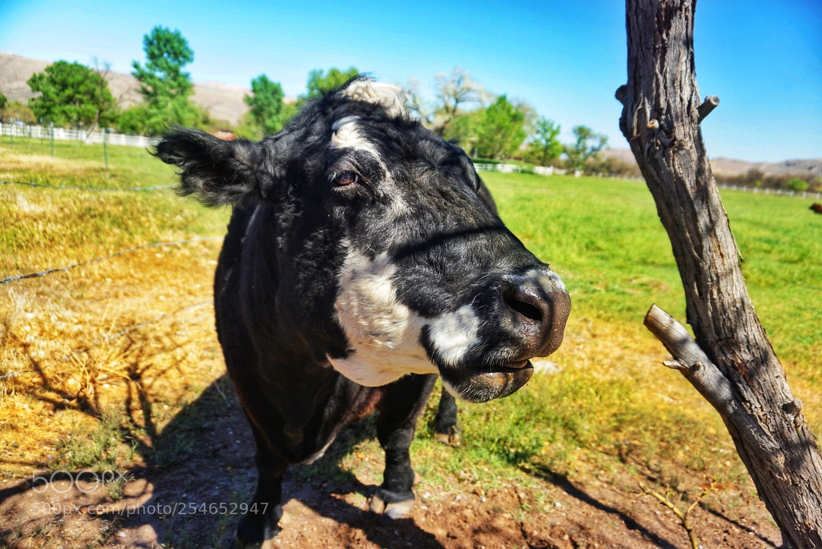 Sony a5100 sample photo. Cow photography