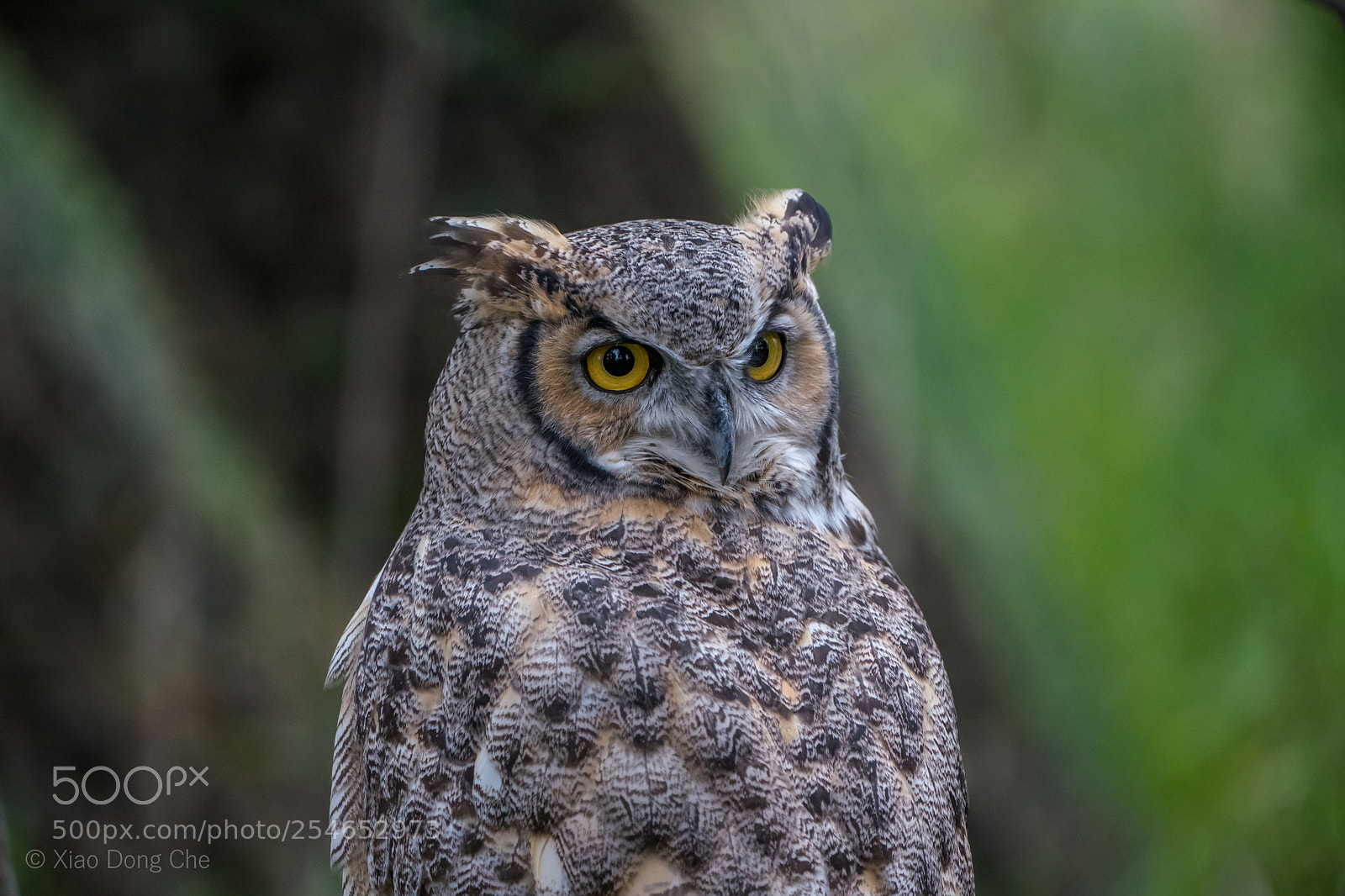 Sony a9 sample photo. Great horned owl photography