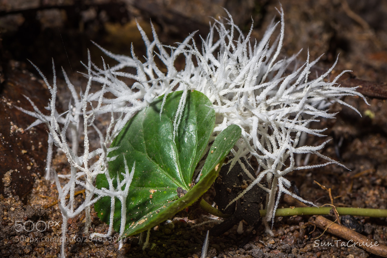 Nikon D7200 sample photo. Mold photography