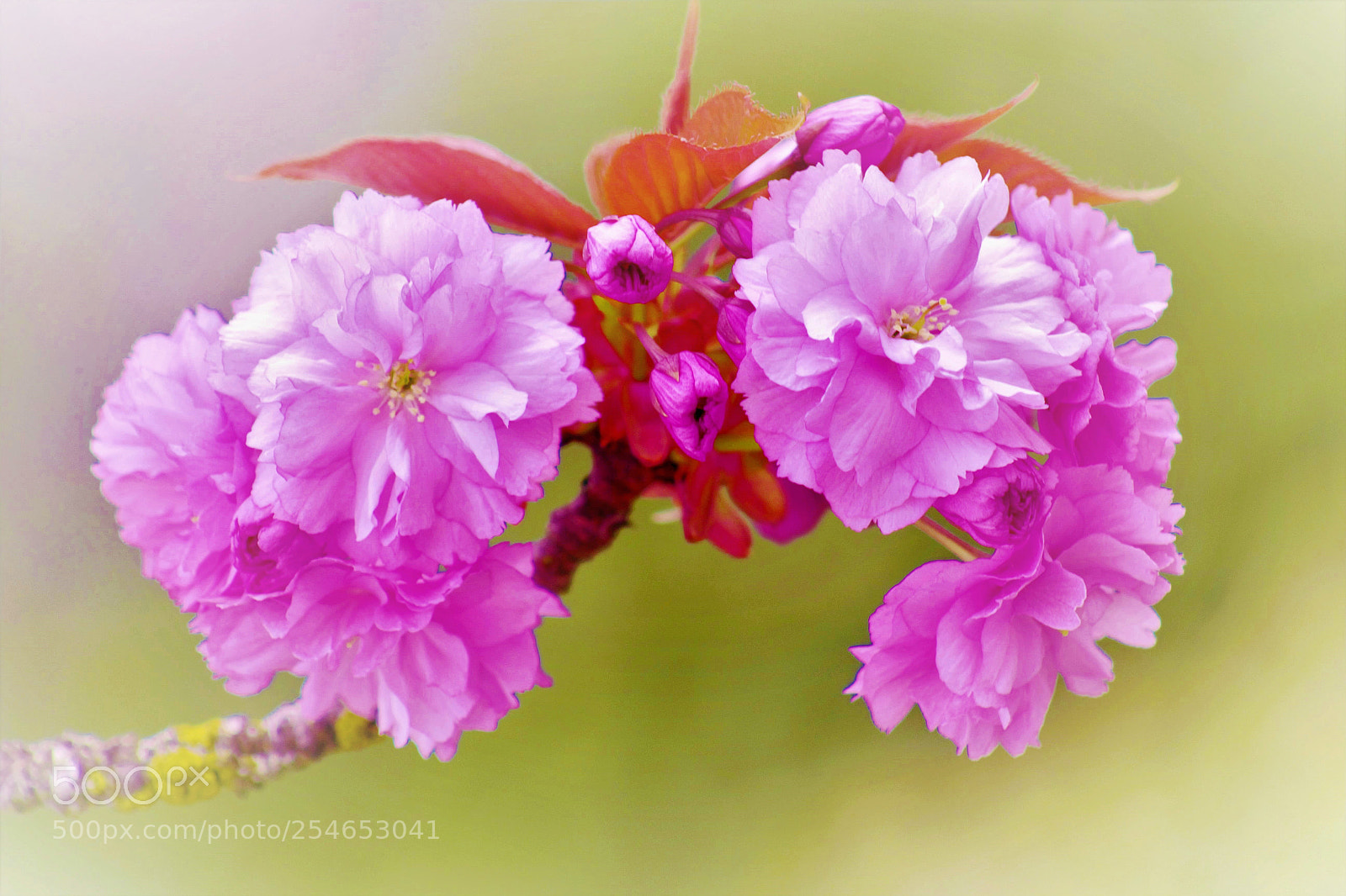 Canon EOS 60D sample photo. Japanese cherry -- 日本樱花 photography