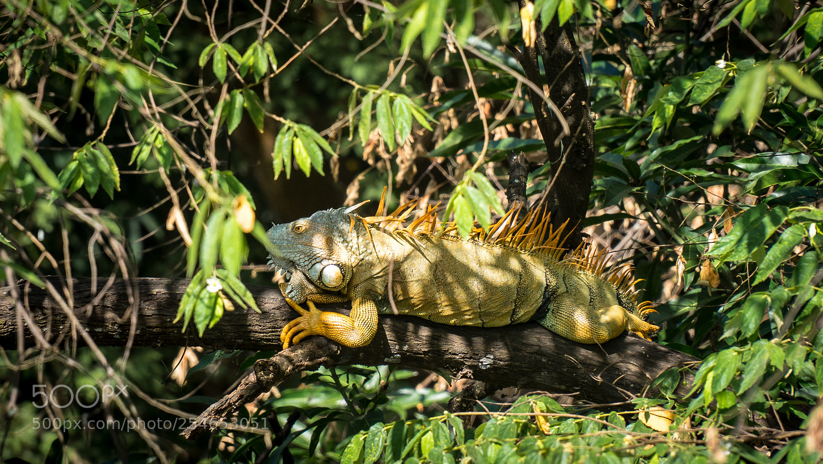Sony a7R sample photo. Basking lizard photography