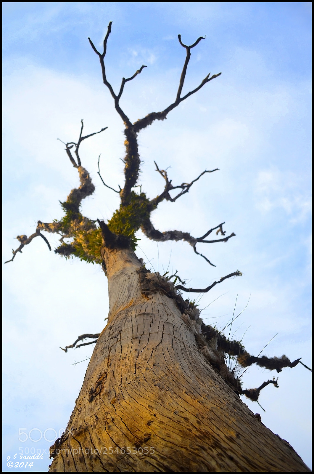 Nikon D3100 sample photo. Standing strong photography