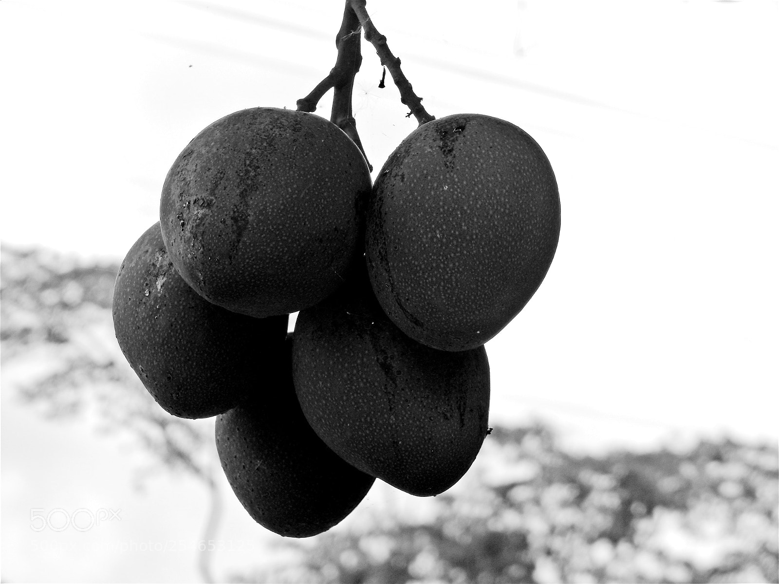 Nikon Coolpix L820 sample photo. Mango fruit photography