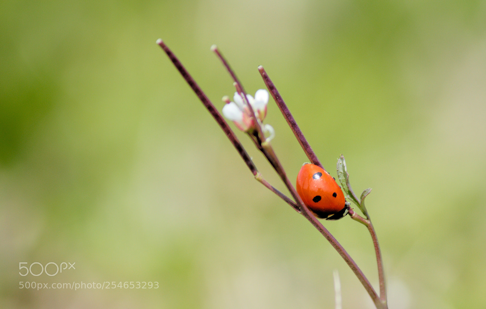 Canon EOS 600D (Rebel EOS T3i / EOS Kiss X5) sample photo. Ladybug  photography