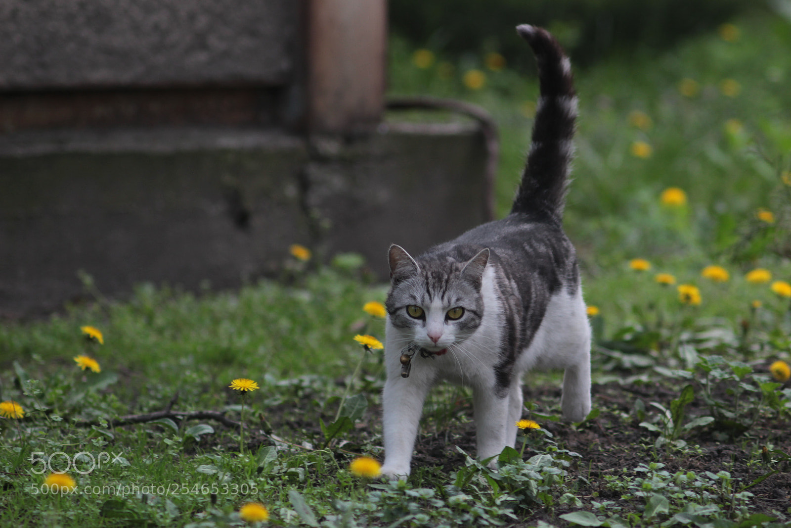 Canon EOS 100D (EOS Rebel SL1 / EOS Kiss X7) sample photo. I'm coming photography