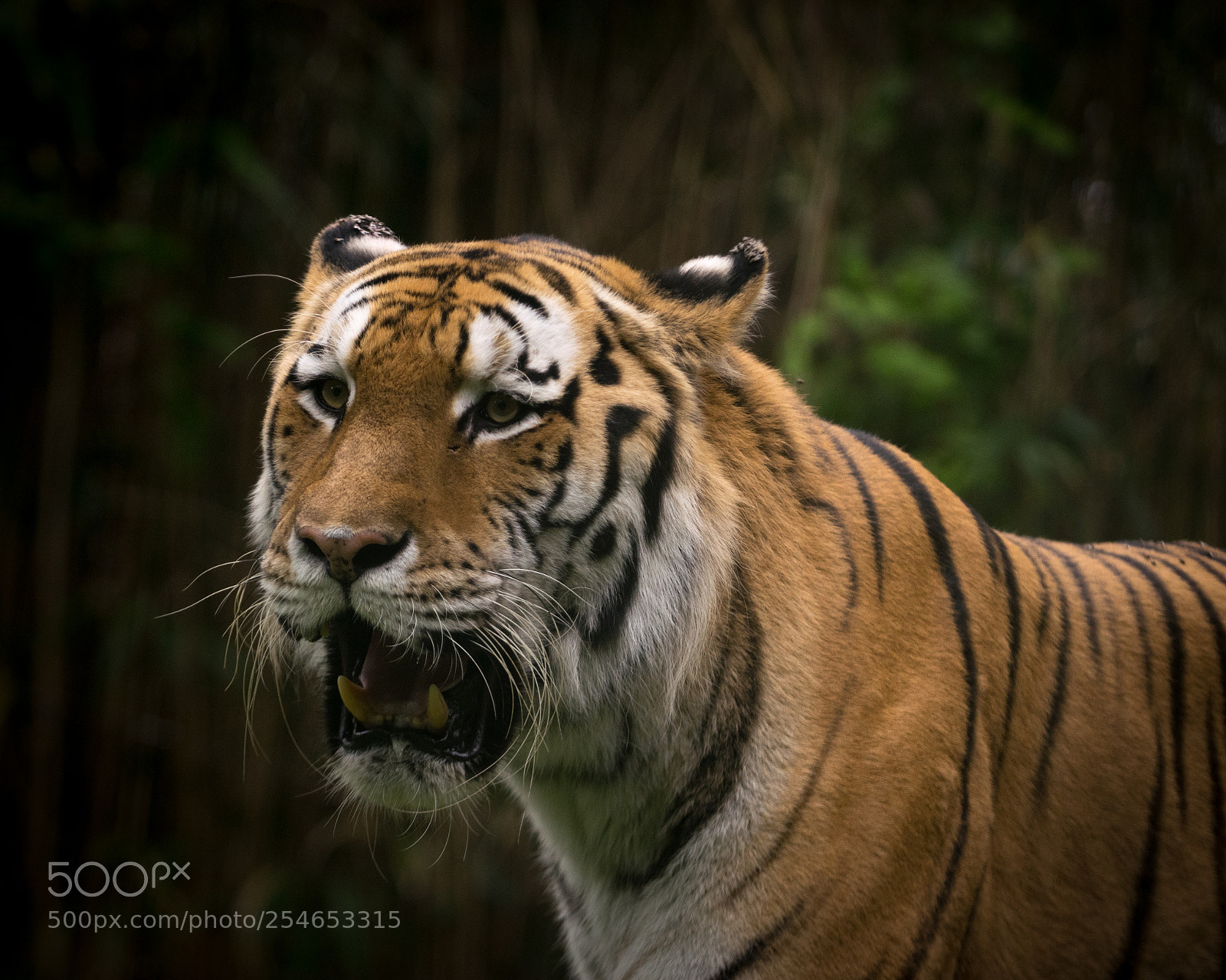 Nikon D5300 sample photo. Royal bengal tiger photography