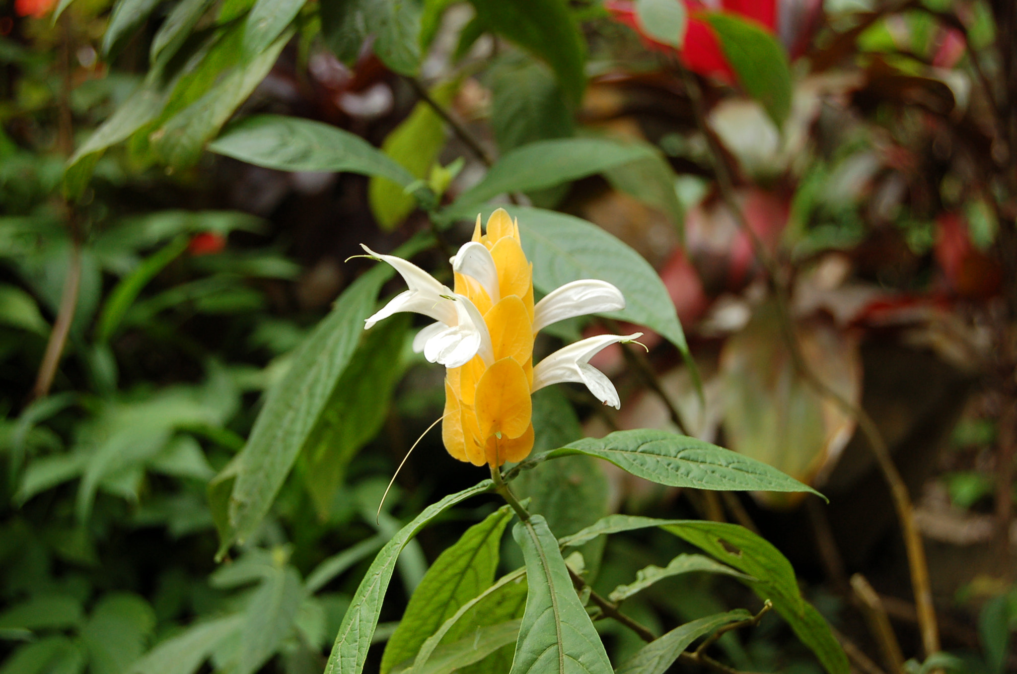 Nikon D50 sample photo. Flower from bali photography