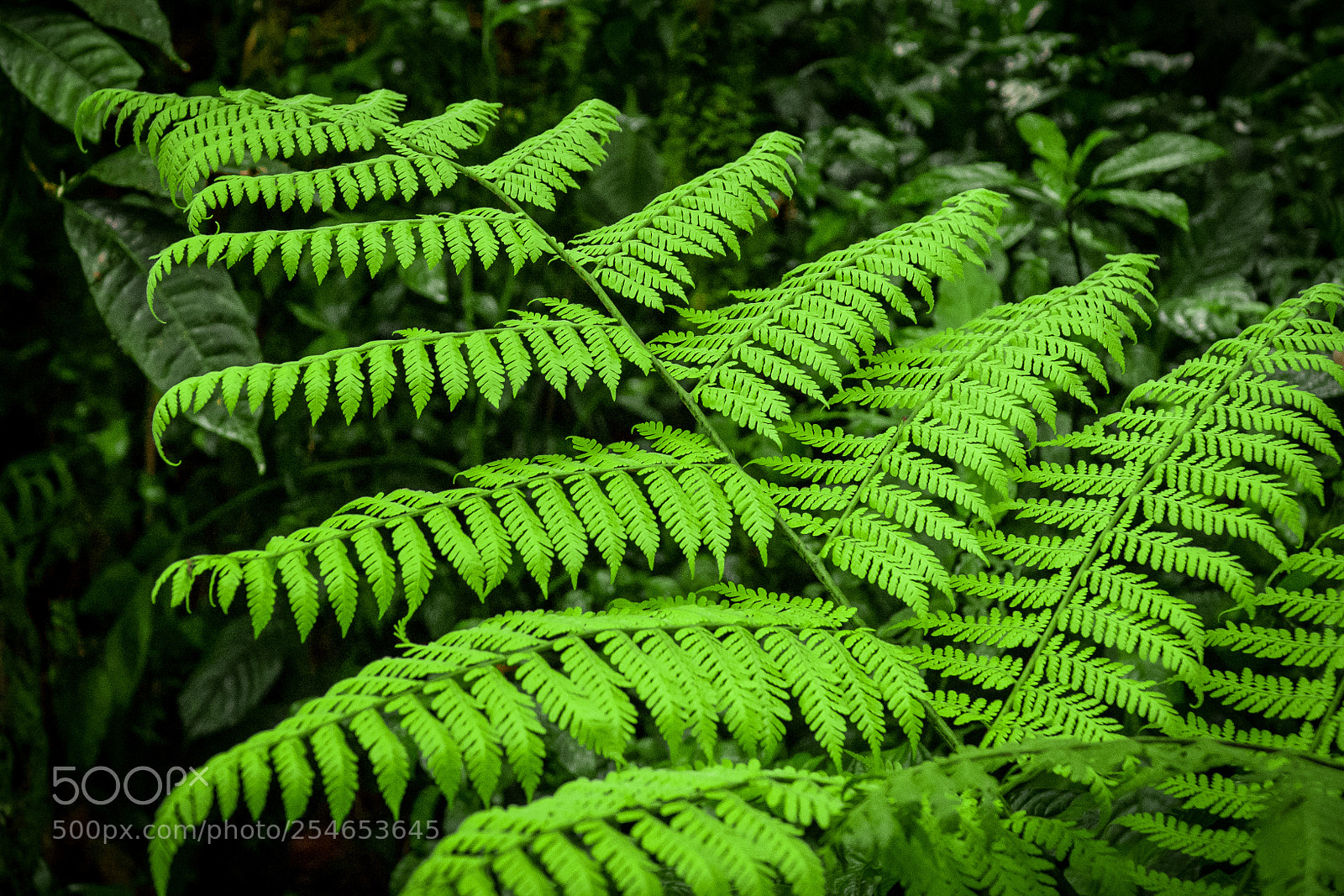 Sony a7R sample photo. Wild giant fern photography