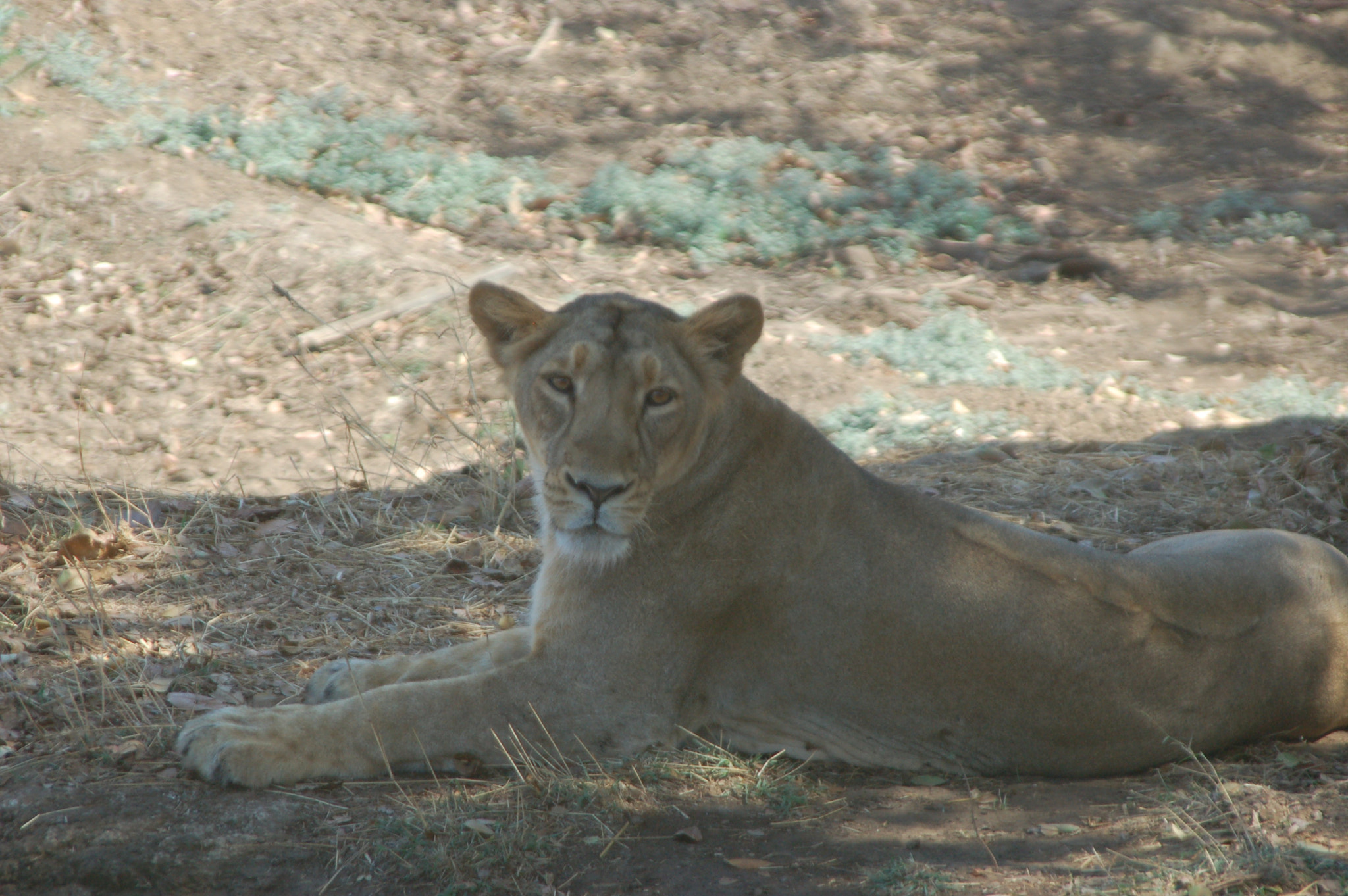 Nikon D50 sample photo. Gir lioness photography