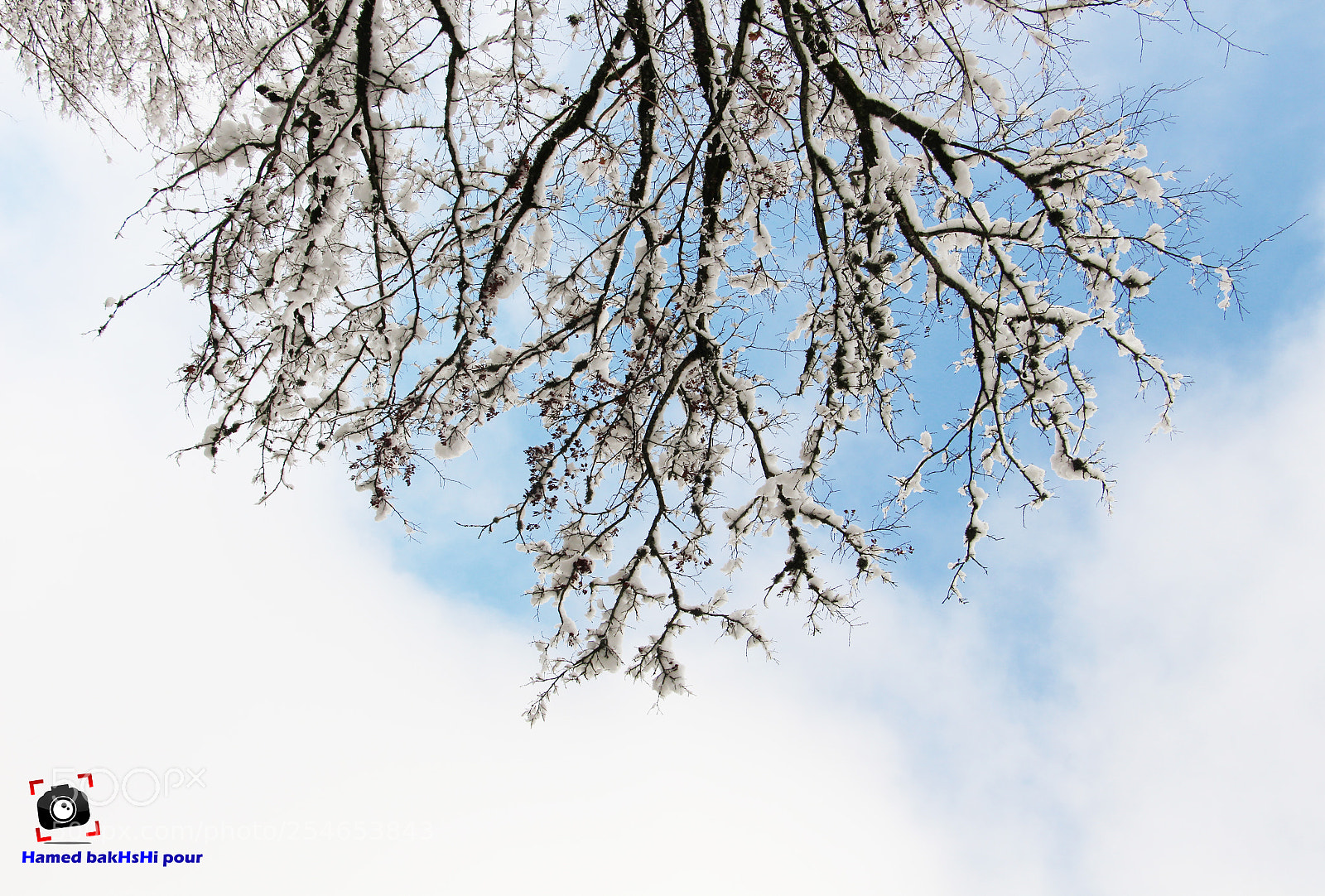 Canon EOS 700D (EOS Rebel T5i / EOS Kiss X7i) sample photo. Snow & tree photography