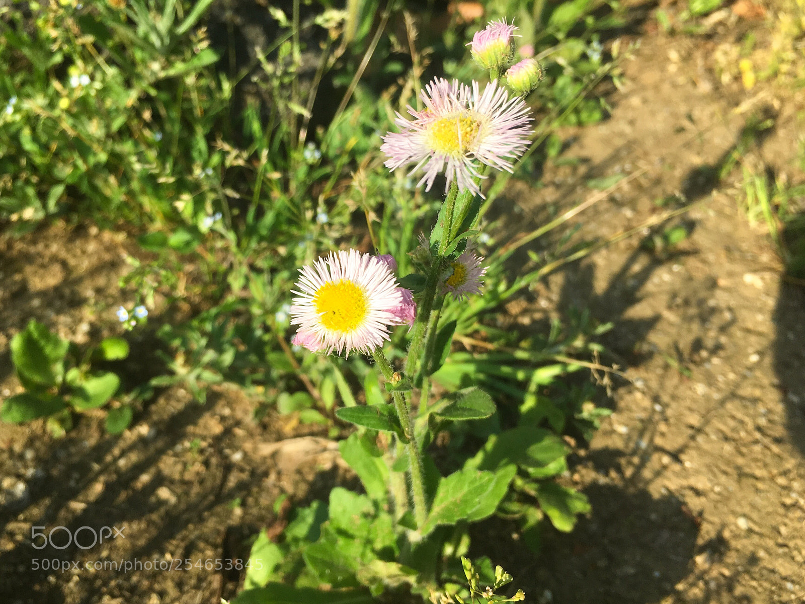 Apple iPhone SE sample photo. Untitled photography