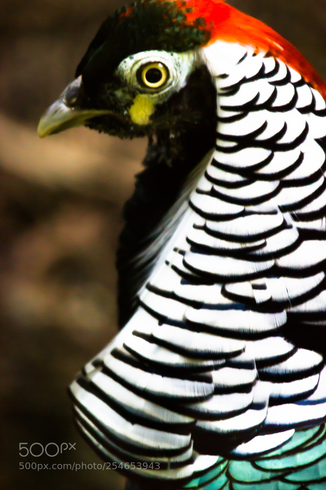 Canon EOS 550D (EOS Rebel T2i / EOS Kiss X4) sample photo. Lady amherst pheasant photography