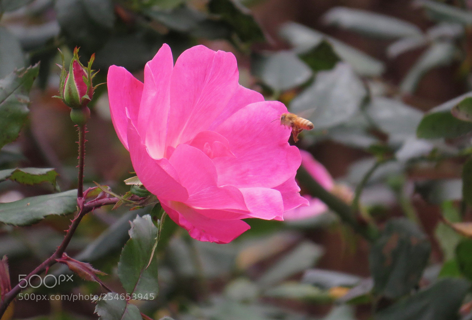 Canon PowerShot SX50 HS sample photo. December bee photography
